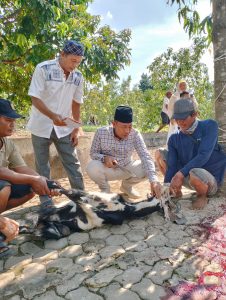 Kambing Hewan Kurban Idul adha 1446 H