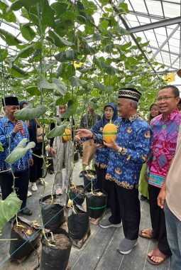 Panen Raya Melon MAN 1 Tulang Bawang Barat: Aroma Manis di Balik Tantangan Cuaca Ekstrim